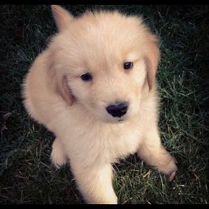 Meet your Posher, Cooper